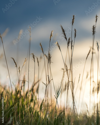 Sunset Serenity: Lush Green Grass Glowing in the Warm Evening Light - Tranquil Nature Photography for Online Content and Print Media