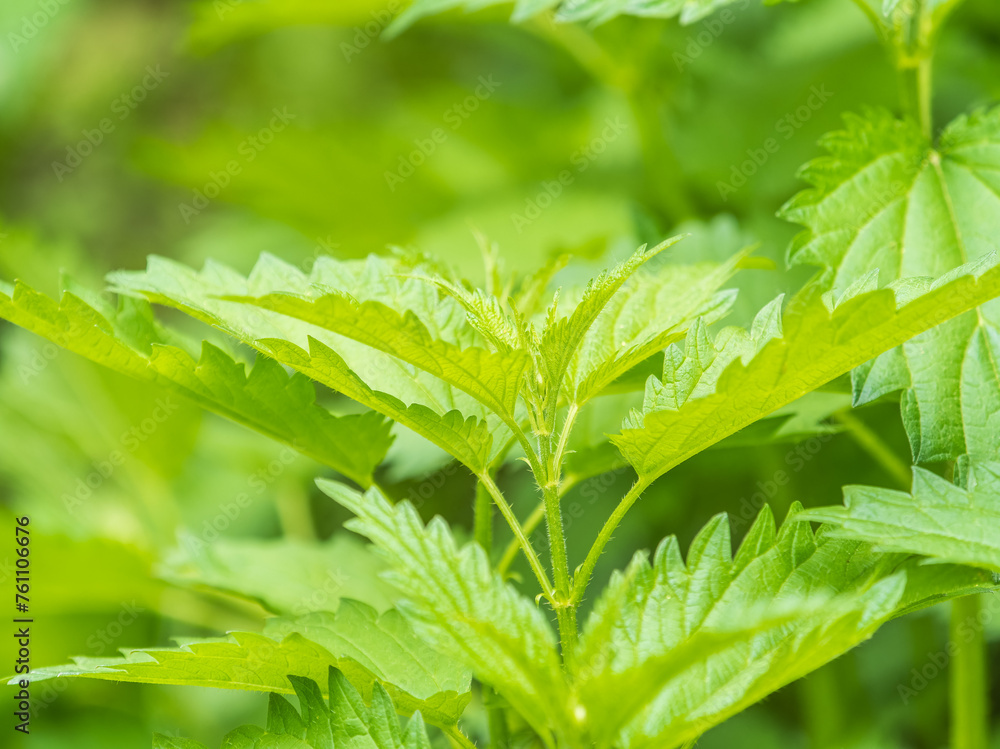 The nettle, Urtica dioica, with green leaves grows in natural thickets. Medicinal wild plant nettle. Nettle grass with fluffy green leaves. The nettle, Urtica dioica, with green leaves grows in natural thickets. Medicinal wild plant nettle. Nettle grass with fluffy green leaves.