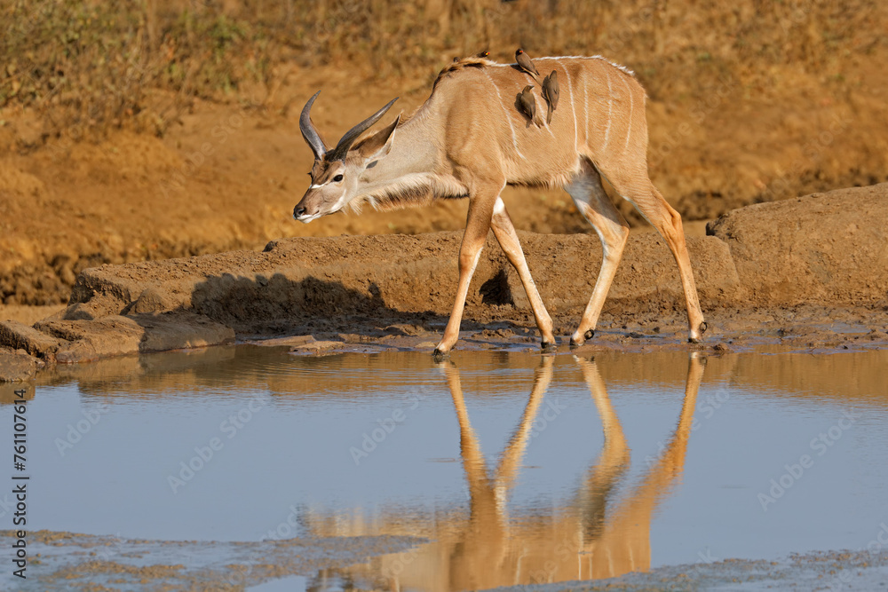 Young male kudu antelope (Tragelaphus strepsiceros) at a waterhole, Kruger National Park. Young male kudu antelope (Tragelaphus strepsiceros) at a waterhole, Kruger National Park.