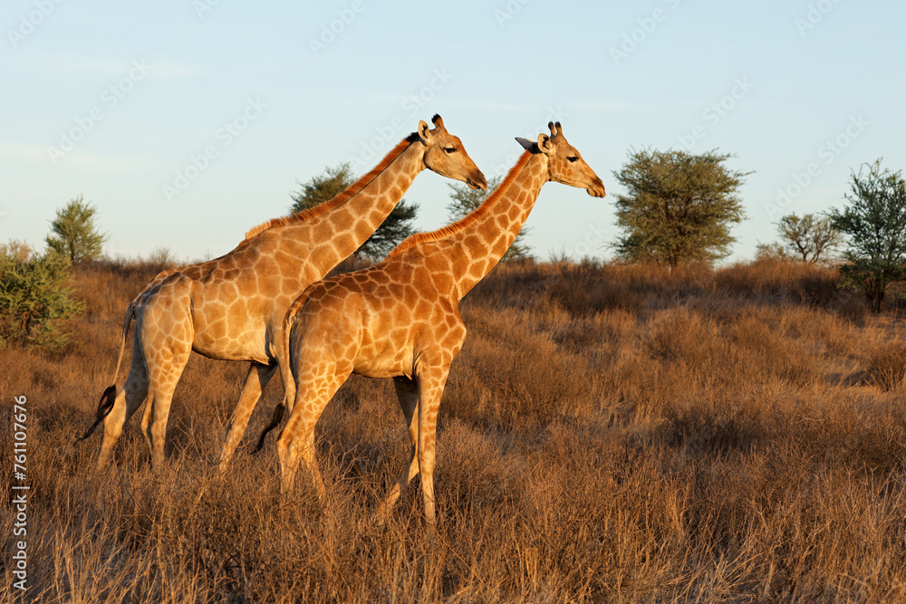 Obraz premium Two giraffes (Giraffa camelopardalis) walking in natural habitat, Kalahari desert, South Africa.