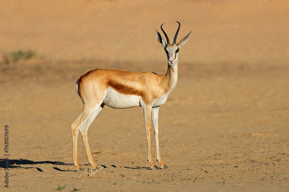 A springbok antelope (Antidorcas marsupialis) in arid environment, Kalahari desert, South Africa. A springbok antelope (Antidorcas marsupialis) in arid environment, Kalahari desert, South Africa.
