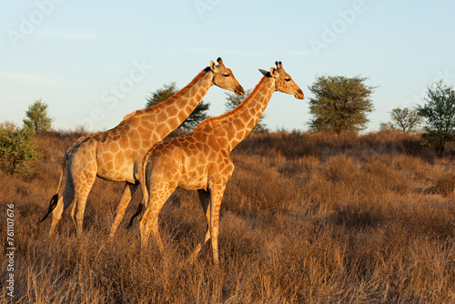 Two giraffes  Giraffa camelopardalis  walking in natural habitat  Kalahari desert  South Africa.