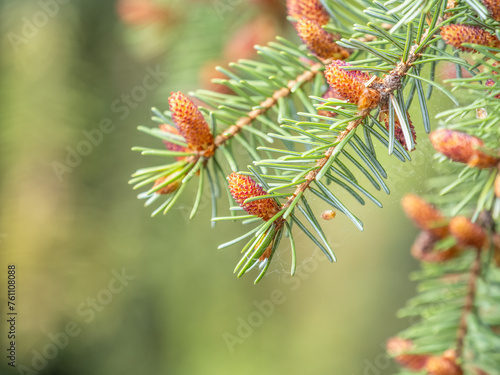 Closeup of fir branches with young buds. Spring nature concept. Fir branches with fresh shoots