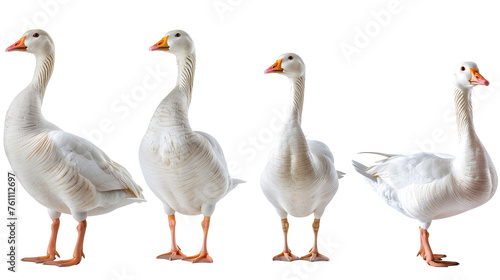 White domestic goose collection (portrait, side view, standing), animal bundle isolated on a transparent background