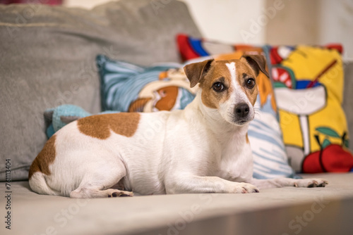 Jack Russell Terrier © OB production
