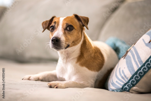 Jack Russell Terrier