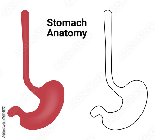 Stomach Anatomy Science Design Vector Illustration Diagram