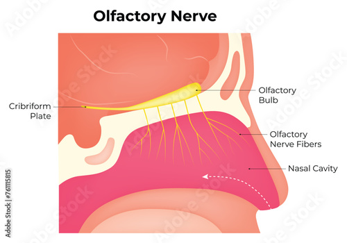 Olfactory Nerve Science Design Vector Illustration Diagram