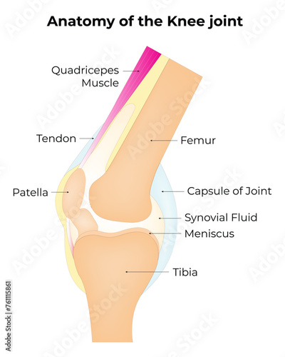 Anatomy of The Knee Joint Science Design Vector Illustration Diagram
