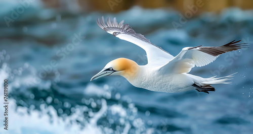 A beautiful Northern gannet