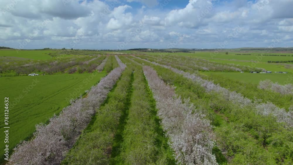 The imprecise blossoming of the rows of almond trees, a cloudy spring day with vibrant colors - Israel The imprecise blossoming of the rows of almond trees, a cloudy spring day with vibrant colors - Israel