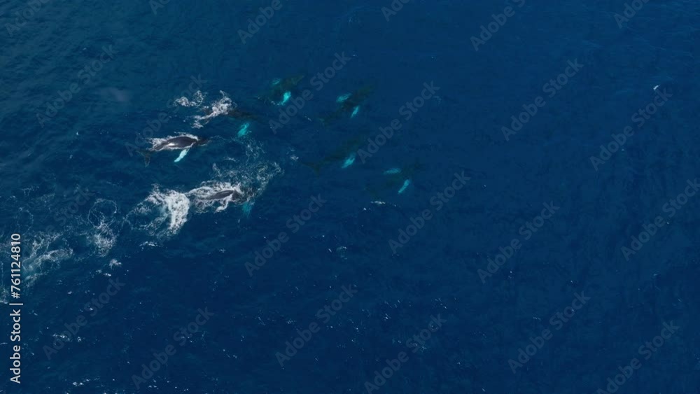 Wide aerial birdseye view of a pod of humpback whales leisurely swimming below the surface and occasionally blowing Wide aerial birdseye view of a pod of humpback whales leisurely swimming below the surface and occasionally blowing