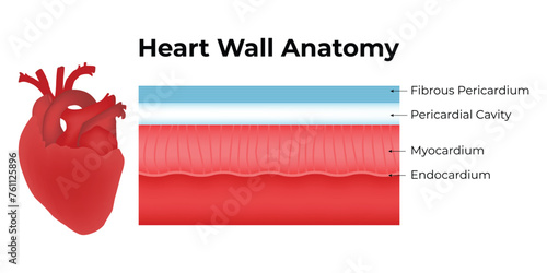 Heart Wall Anatomy Science Design Vector Illustration Diagram