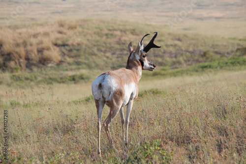 Montana Pronghorn Antelope Buck
