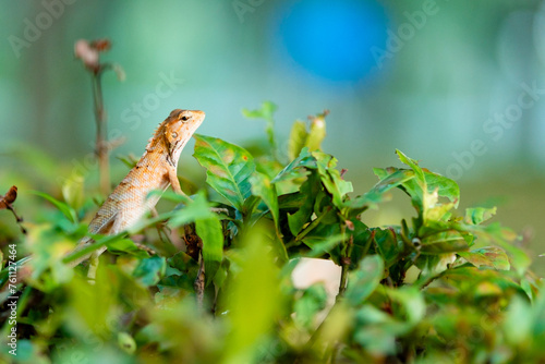 Little Skink on Plant