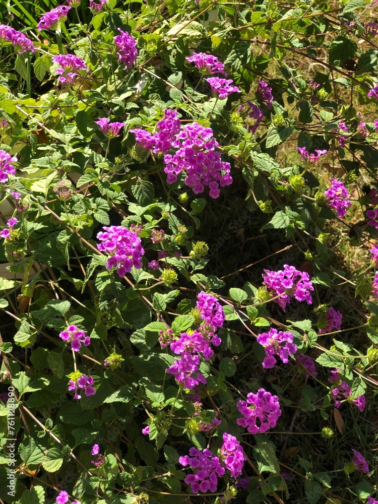 Flowers Flowers