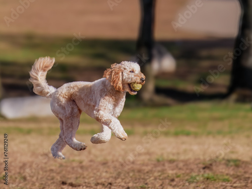 Dog in Dog Park Playing