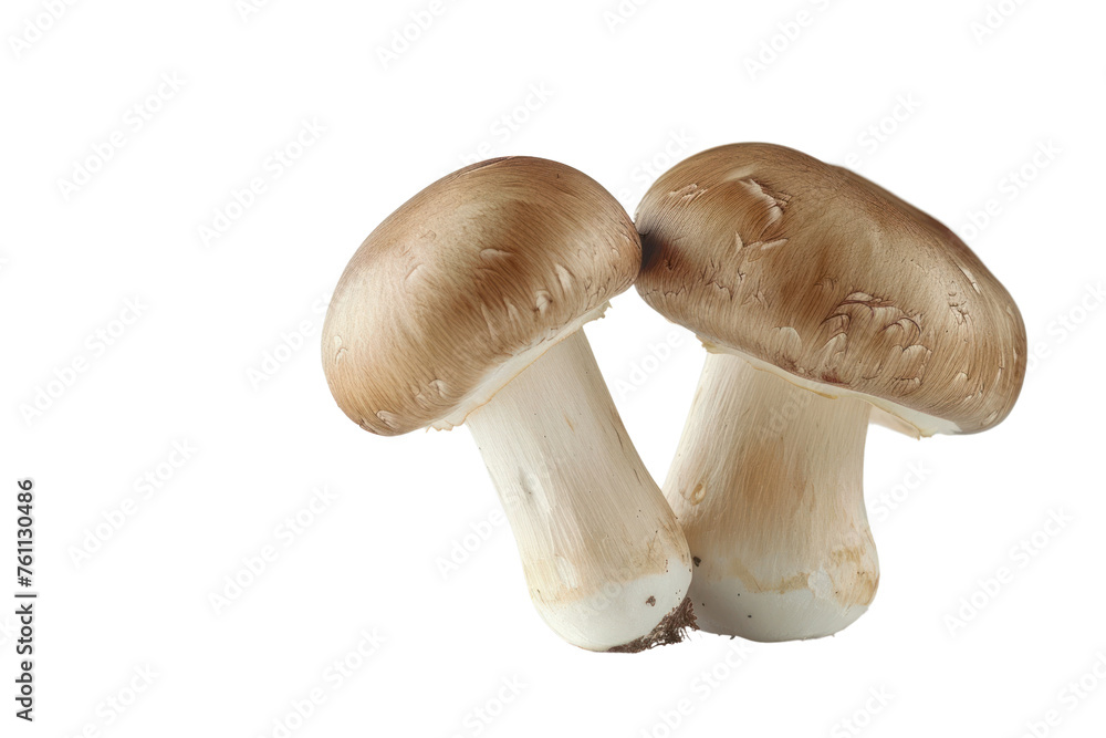 Champignon mushrooms isolated on white background.First person view in realistic daylight
Champignon mushrooms isolated on white background.First person view in realistic daylight