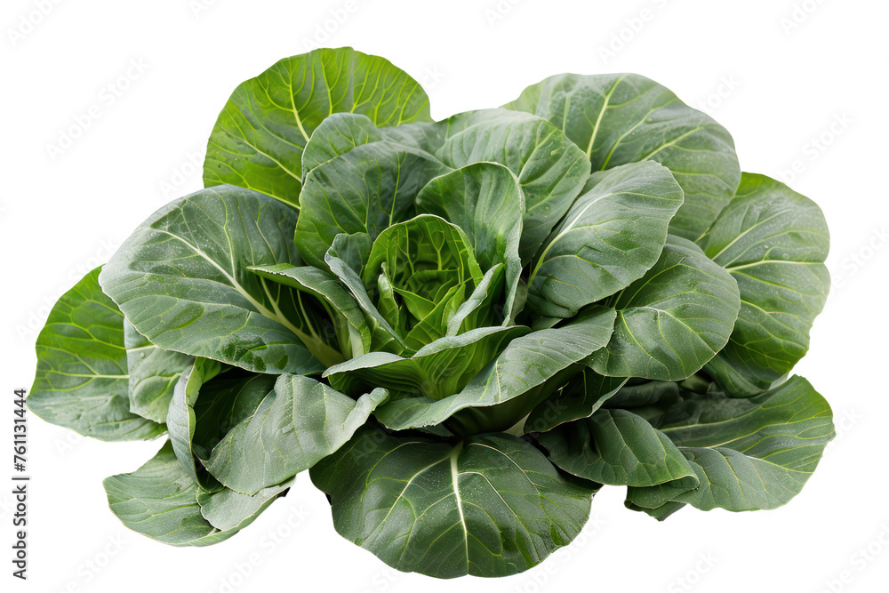 
Bok choy or pak choy asian cabbage isolated on white background Realistic daytime first person perspective - obrazy, fototapety, plakaty 