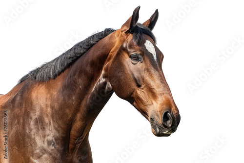  Bay sport horse isolated on white background first person view realistic daylight