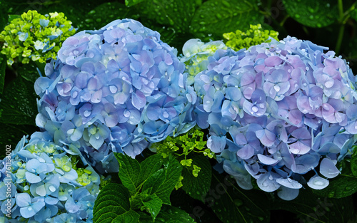 紫陽花