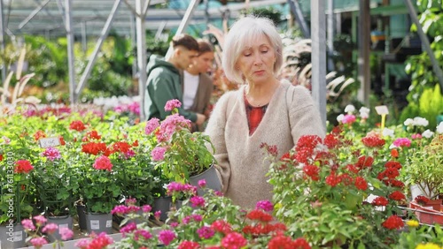 Elderly woman buyer chooses pentas mix in pot in flower shop photo