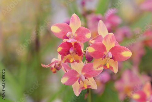 Close-up of colorful Spathoglottis orchids flowers blooming in the tropical garden on a blurred background.