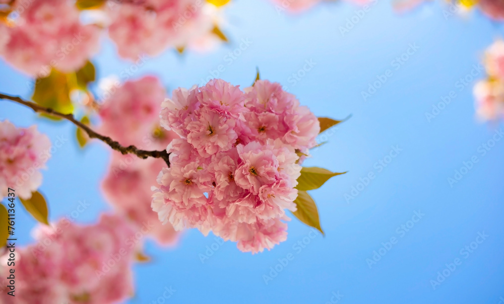 Cherry Blossom or Sakura flower in the nature garden with bokeh background Cherry Blossom or Sakura flower in the nature garden with bokeh background