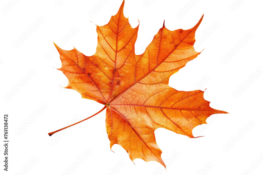 
isolated white background autumn maple leaf Realistic daytime first person perspective