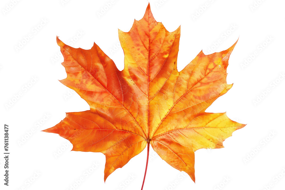 isolated white background autumn maple leaf Realistic daytime first person perspective
isolated white background autumn maple leaf Realistic daytime first person perspective