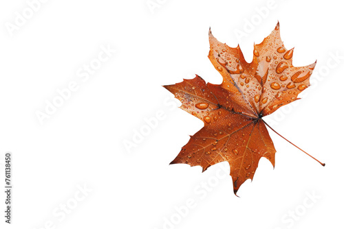  isolated white background autumn maple leaf Realistic daytime first person perspective