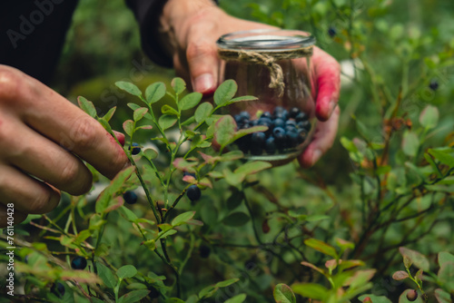 Fotografija Man picking berries, process of collecting harvesting into glass jar in the forest