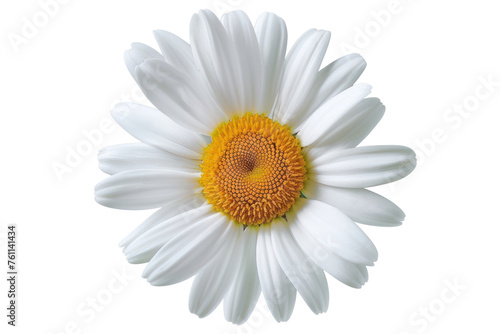  Daisy flower isolated on white background as package design element first person view realistic daylight