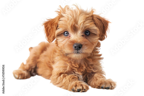  Cute puppy of Maltipoo dog posing isolated over white background Realistic daytime first person perspective