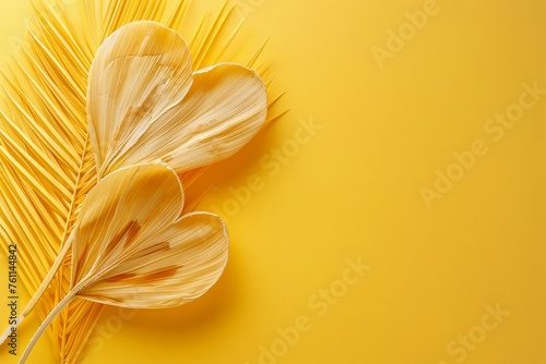 Dried Corn Stalks on Yellow Background photo