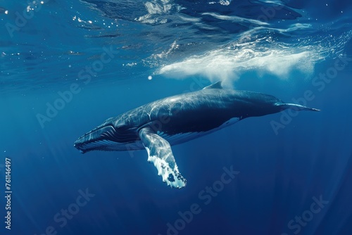 Majestic Humpback Whale Swimming in the Ocean, A serene underwater shot of a whale gently coasting through the clear blue ocean, AI Generated © Iftikhar alam