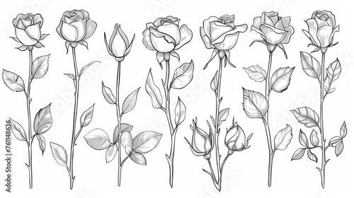 Isolated rose flowers sketch and continuous line drawing on white background. #761148636