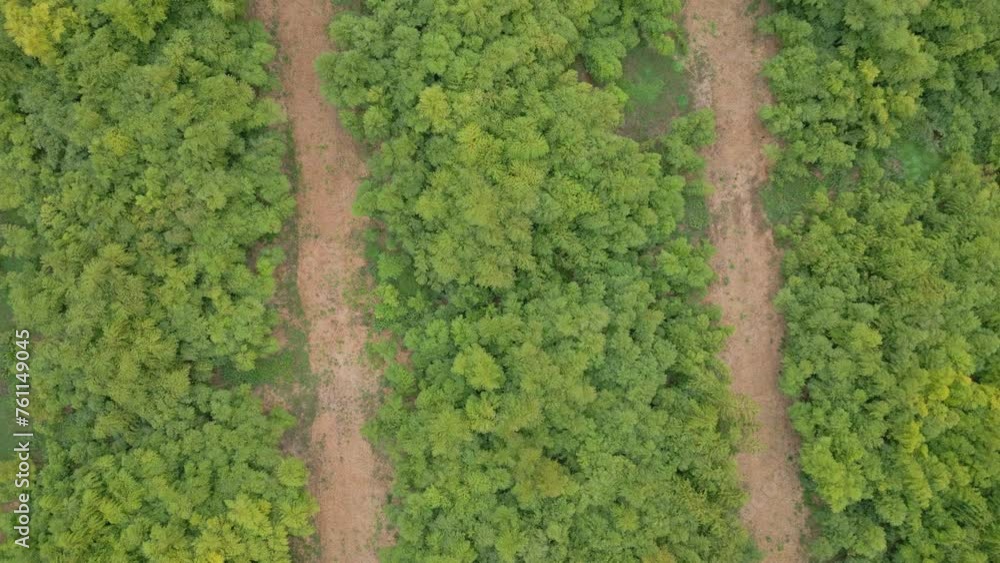 Drone descends above a forest of bamboo canes and rotates on its axis Drone descends above a forest of bamboo canes and rotates on its axis