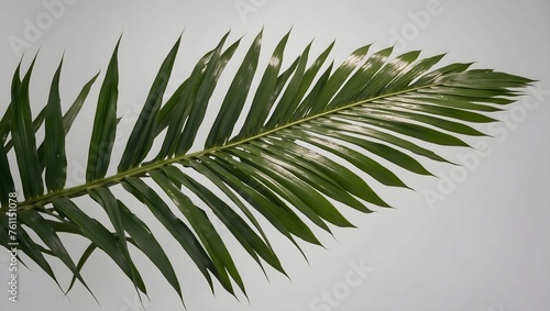 A lush, tropical palm leaf, precisely cut out and isolated on a plain background Generative AI