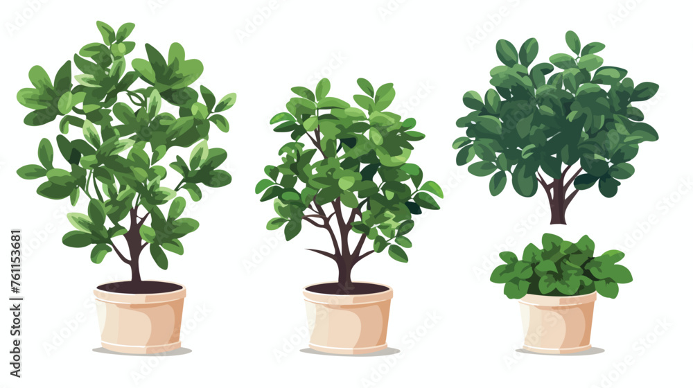 Home bush plant in pot culture on white background 