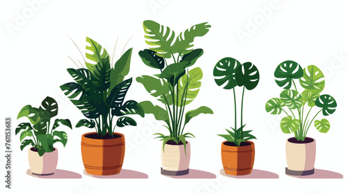 Home bush plant in pot culture on white background 