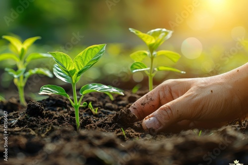 Wallpaper Mural Close-up of female farmer's hands planting seedlings in fertile soil. Growing vegetables, herbs and flowers. Organic farming and gardening. Torontodigital.ca