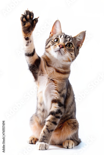 A playful  cat kitten waving its paw in a realistic portrait style 