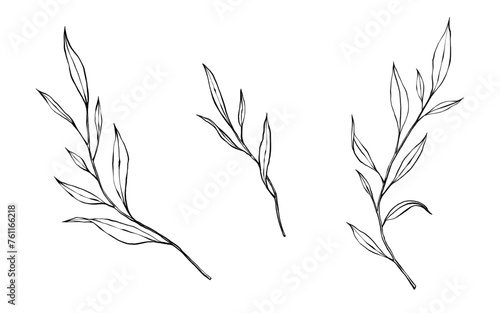 vector contour branch and leaves. Elegant illustration for tattoo, wedding decoration. hand drawing monochrome botanical illustration for backgrounds. Template for wedding cards and polygraph, logo.