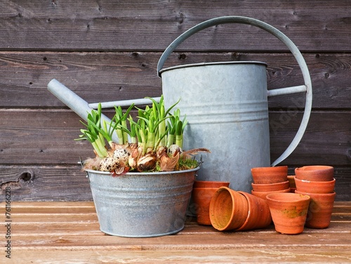 Spring plants, zinc watering can and earthenware flower pots on a wooden garden table. Daffodils in bud in a zinc flower pot.
