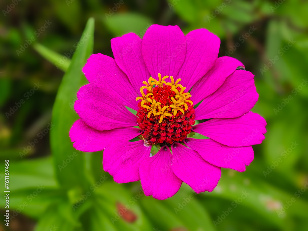 close up of pink flower close up of pink flower