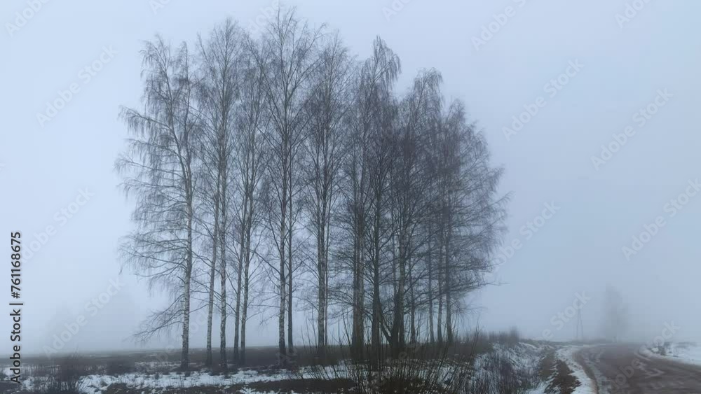 Pan of thick white fog surround bare birch tree grove near dirt road with snow Pan of thick white fog surround bare birch tree grove near dirt road with snow