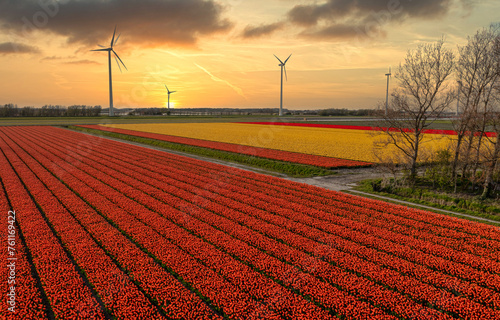 Fields of red and yellow tulips in Holland at sunset. photo