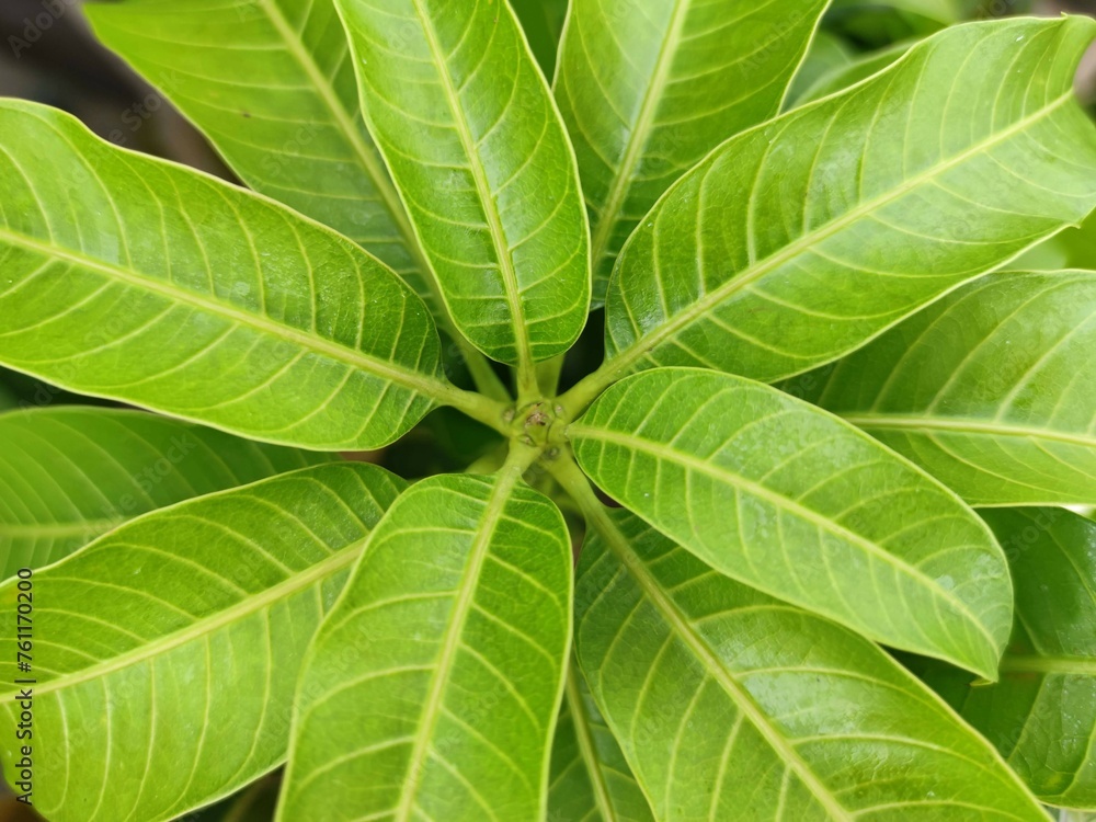 Fresh Green Leaves Seen From Top View Background Fresh Green Leaves Seen From Top View Background