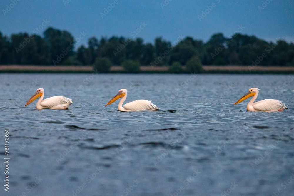 Great White Pelican (Pelecanidae) in the Danube Delta, Romania Great White Pelican (Pelecanidae) in the Danube Delta, Romania